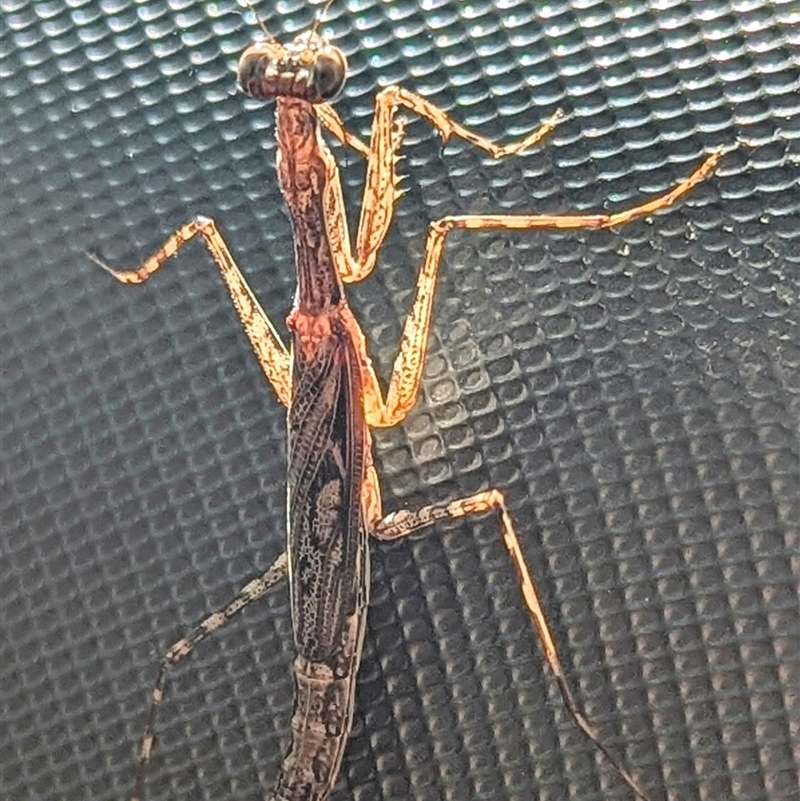 Ciulfina ianrichardi
