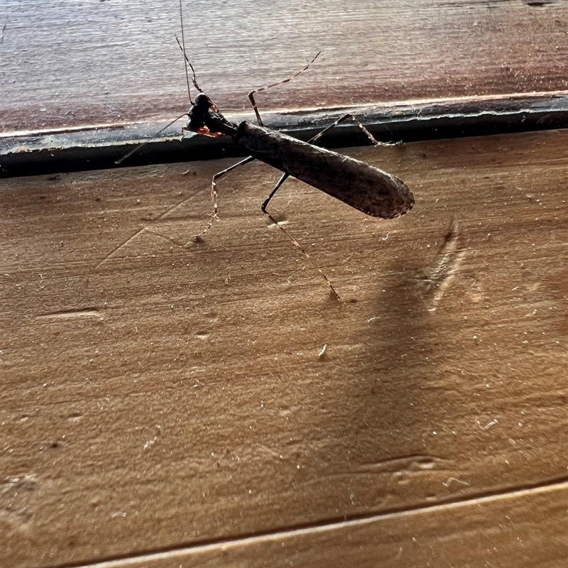 Calofulcinia (genus)