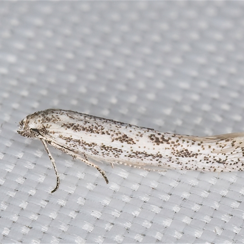 Elachista litharga