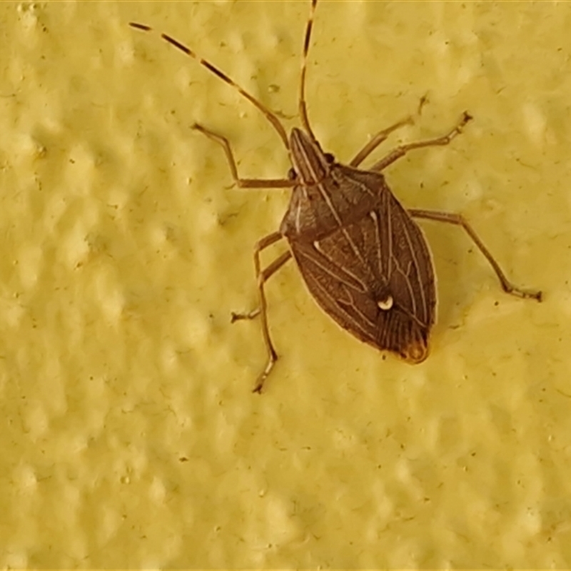 Poecilometis nigriventris