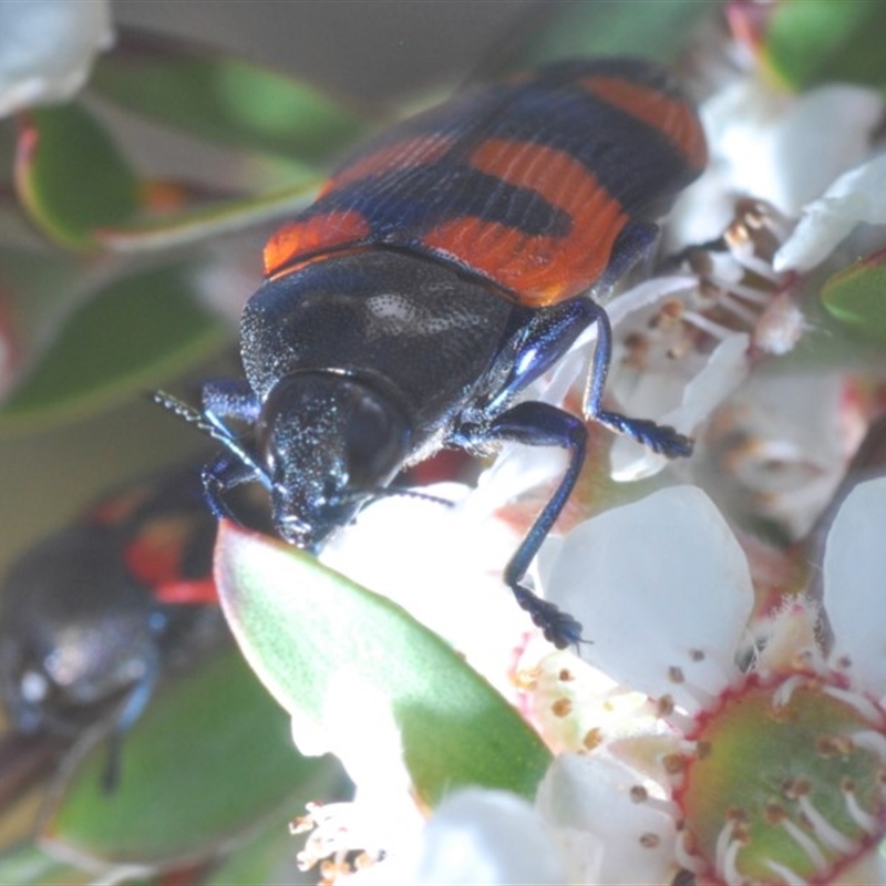 Castiarina kershawi