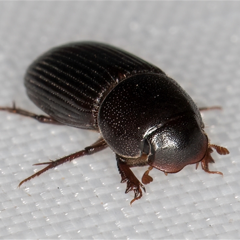 Ataenius (genus)