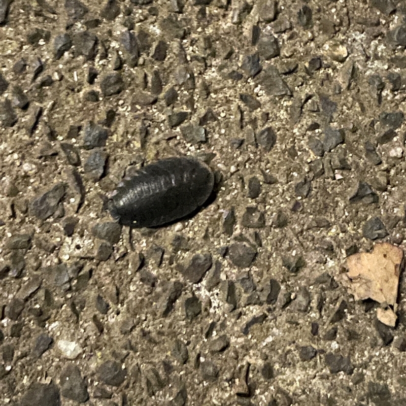 Laxta sp. (genus)