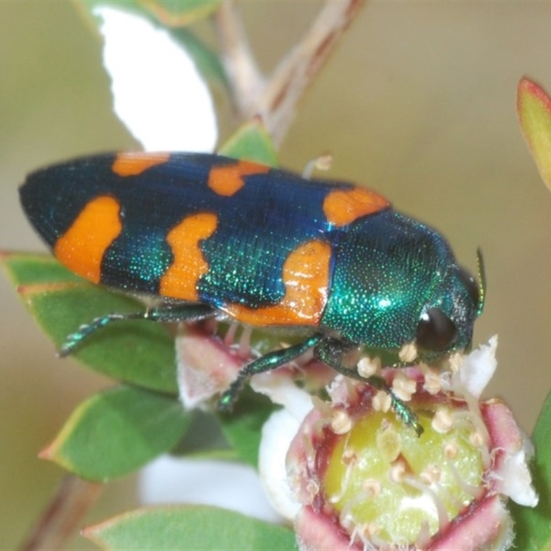 Castiarina kirbyi