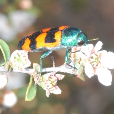 Castiarina kirbyi