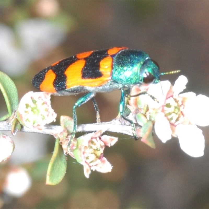 Castiarina kirbyi