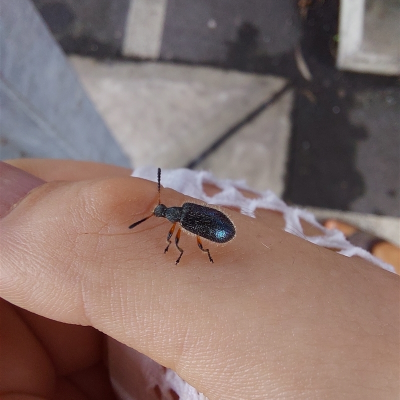 Lagria cyanea