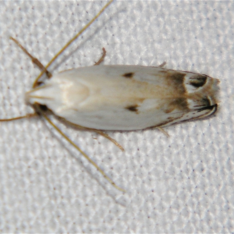Plectophila (genus)