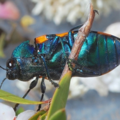 Castiarina klugii