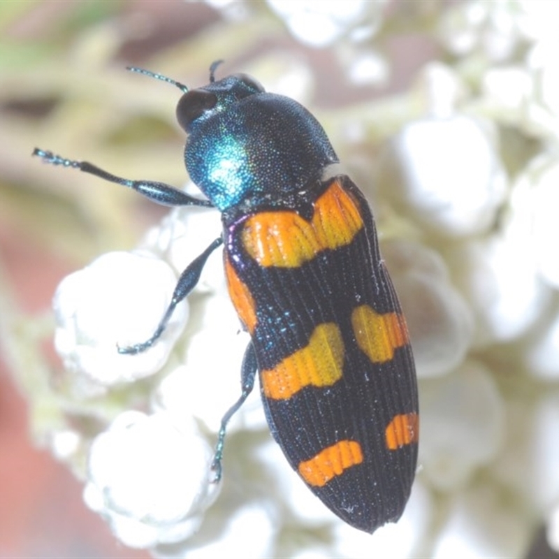 Castiarina livida