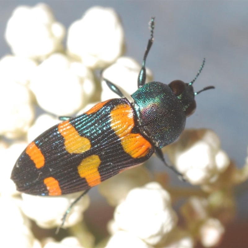 Castiarina livida