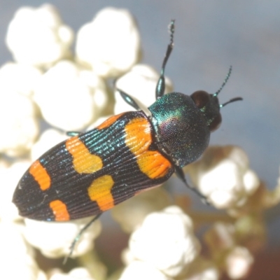 Castiarina livida