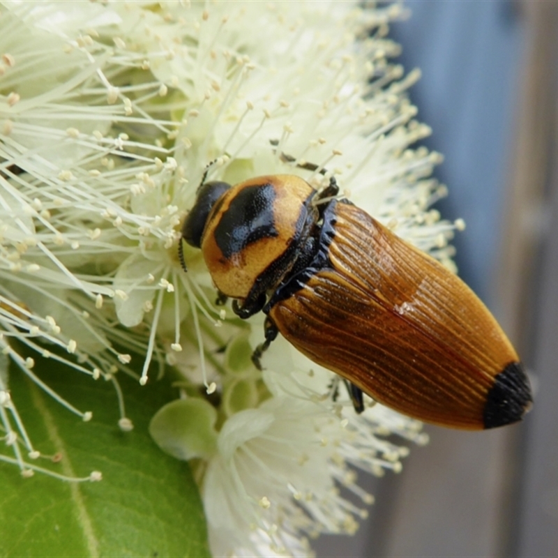 Castiarina maculicollis