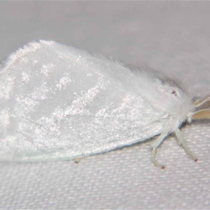 Euzora collucens