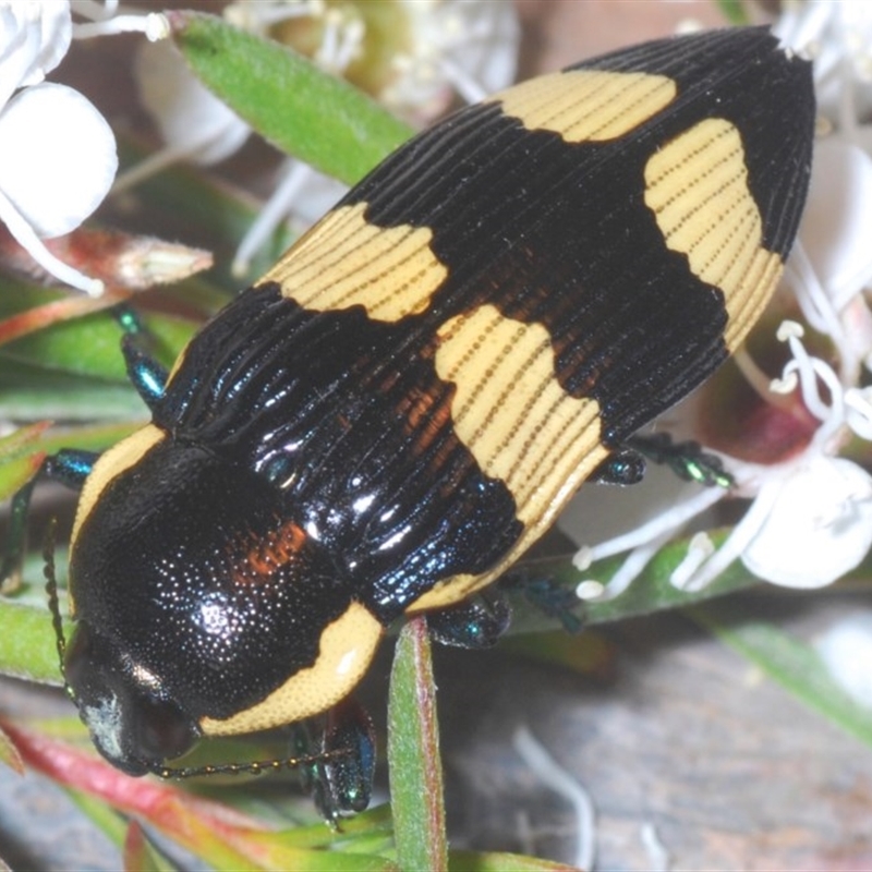 Castiarina marginicollis