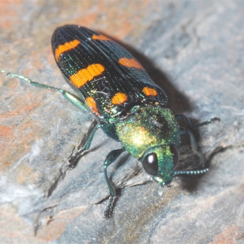 Castiarina montigena