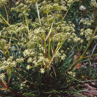 Aciphylla simplicifolia