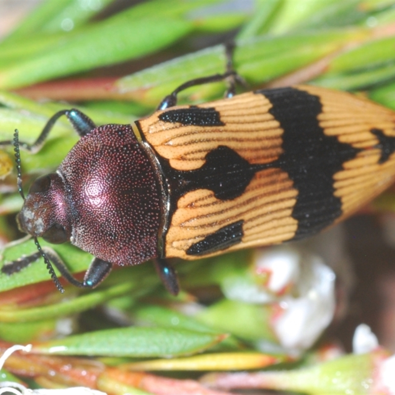 Castiarina ochreiventris