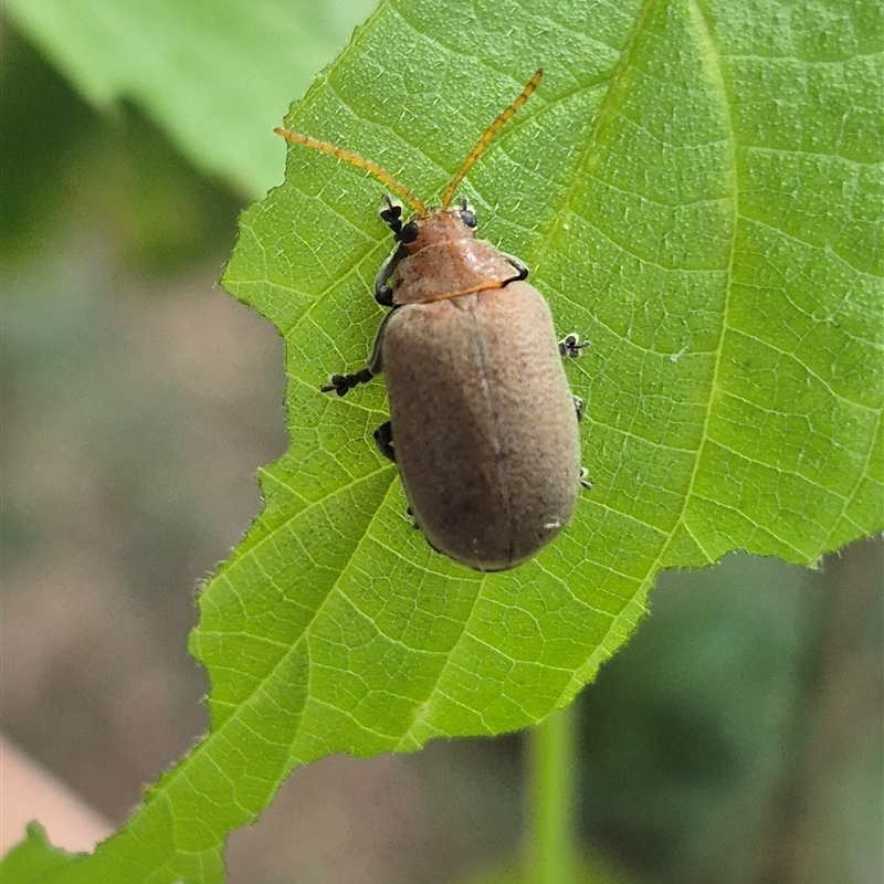 Menippus cynicus
