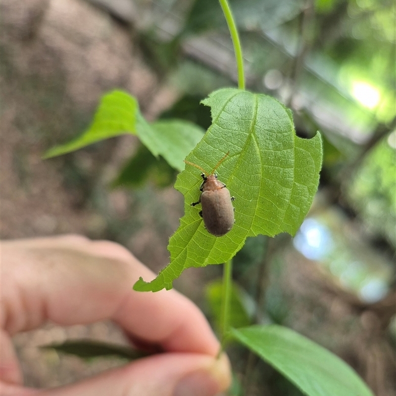 Menippus cynicus
