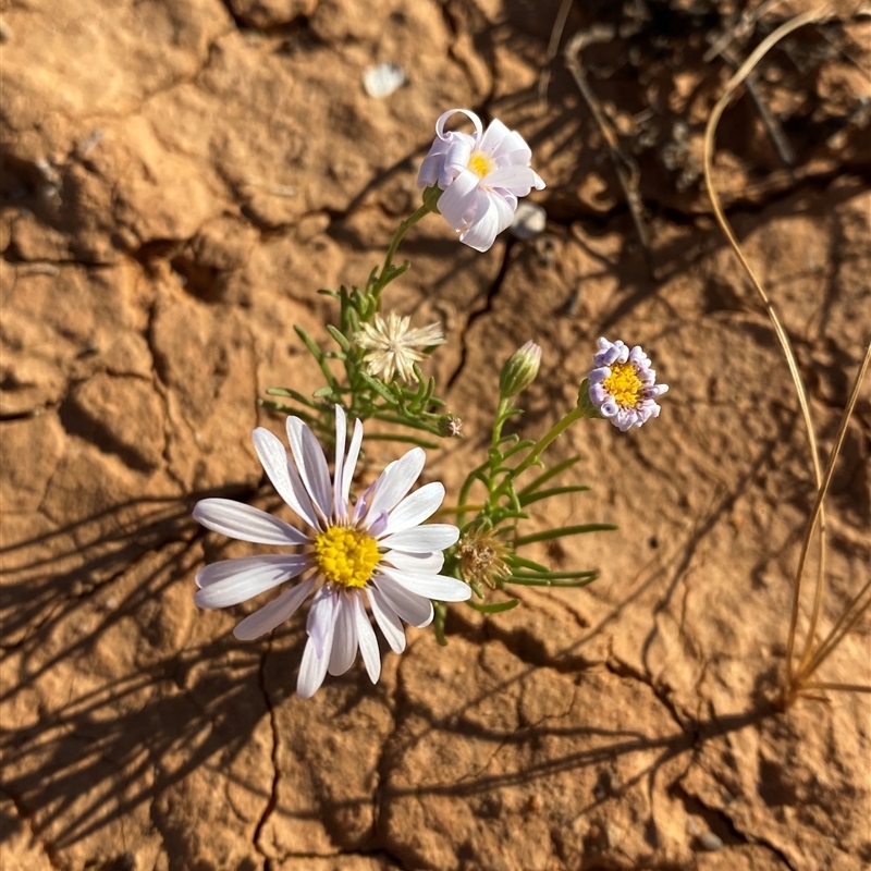 Roebuckiella similis