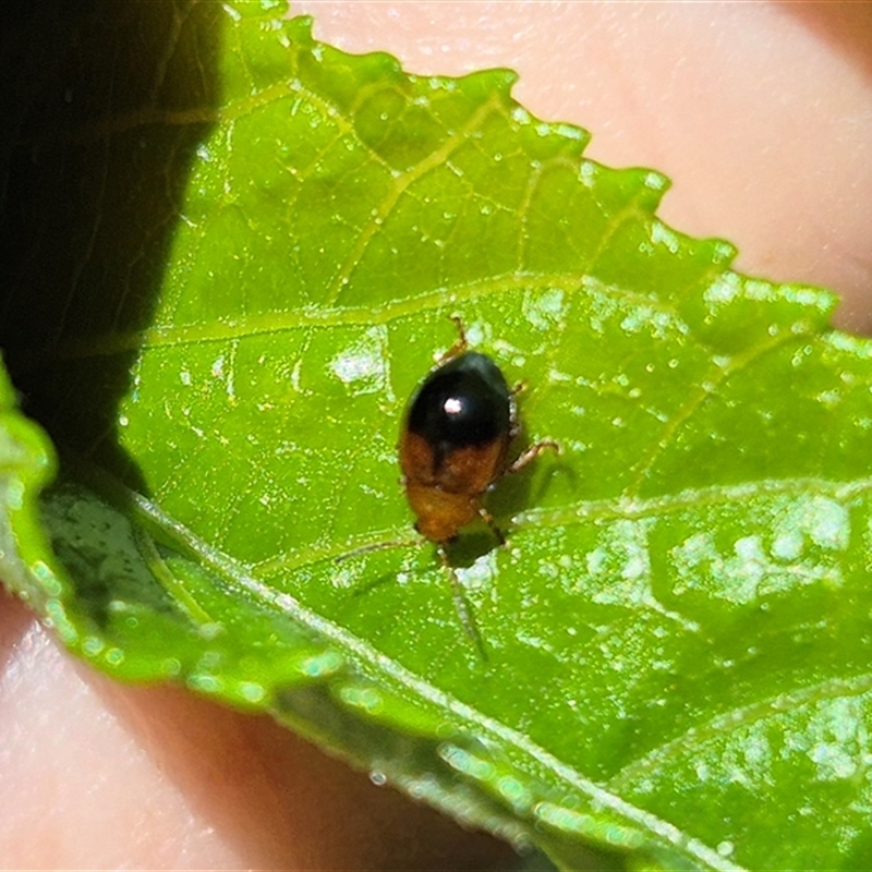 Nisotra bicolorata