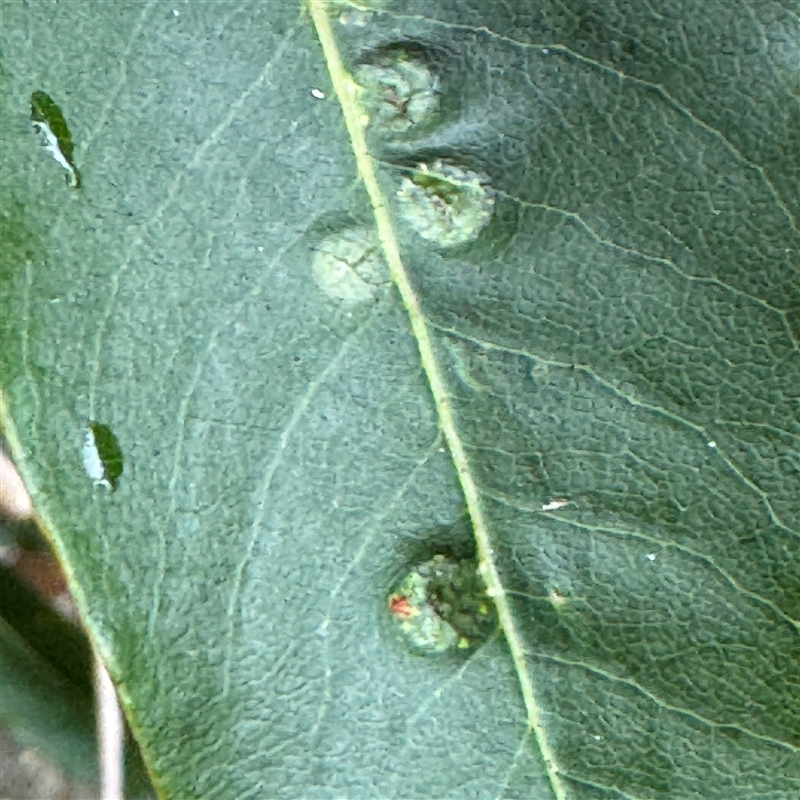 Phytoliriomyza pittosporophylli