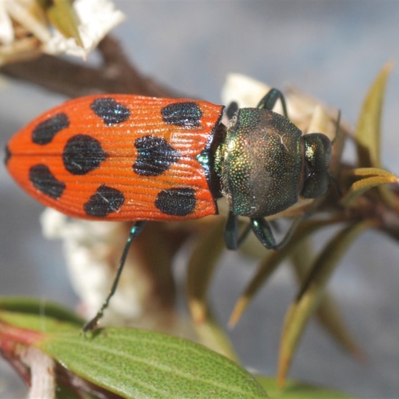 Castiarina octomaculata