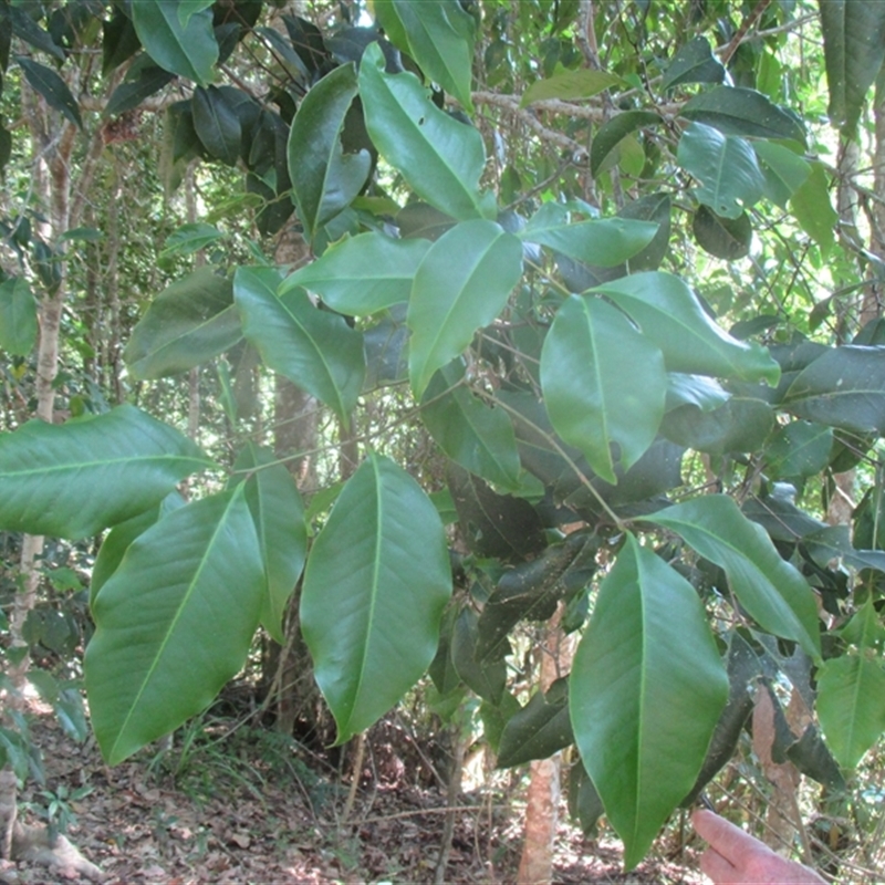 Mischocarpus anodontus