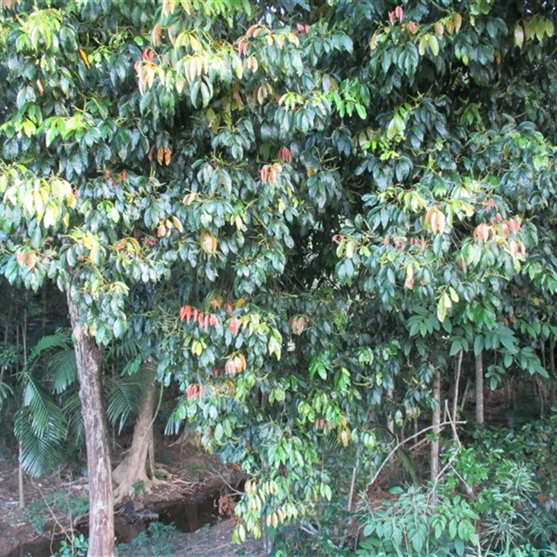 Mischocarpus exangulatus