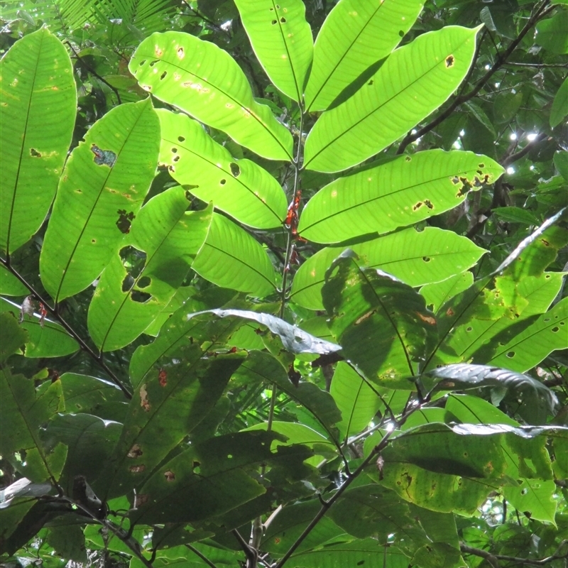 Mischocarpus grandissimus