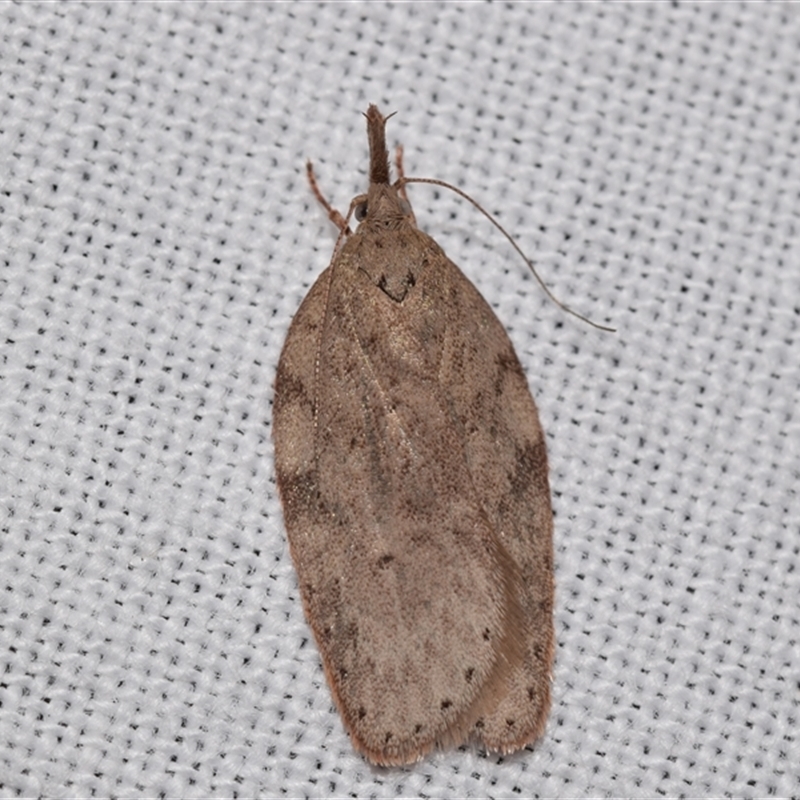 Enchocrates picrophylla
