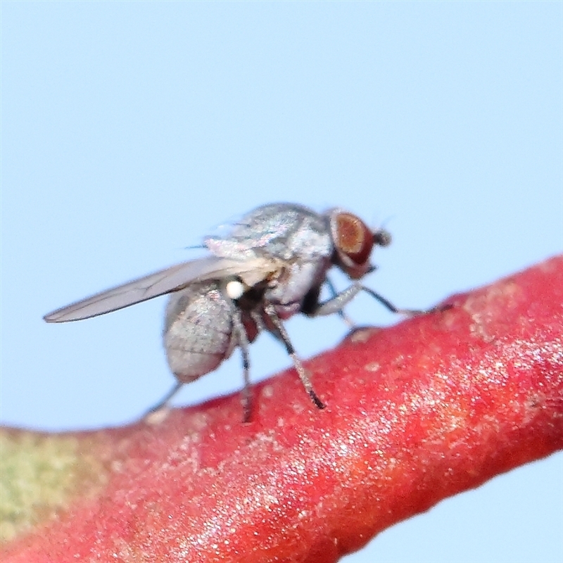 Notiphila (genus)