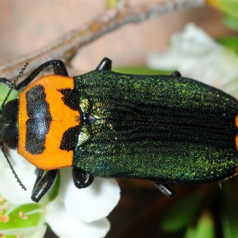 Castiarina pertyi