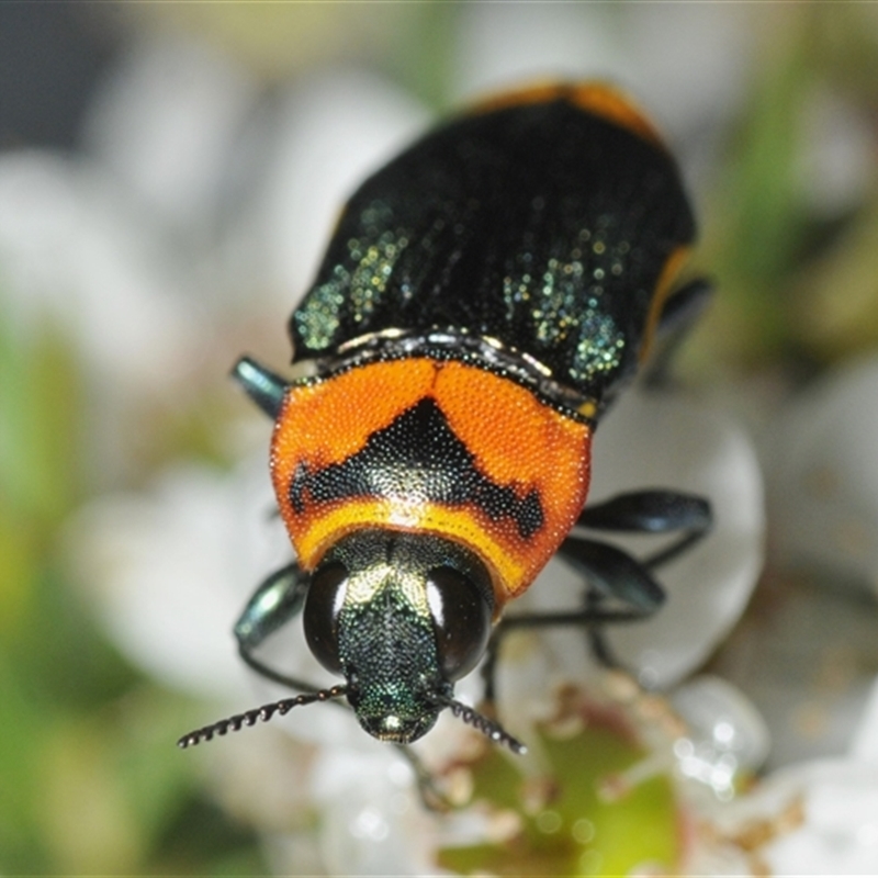 Castiarina pertyi