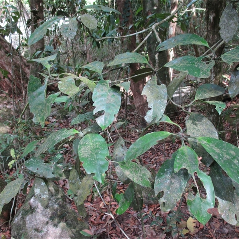 Fagraea cambagei