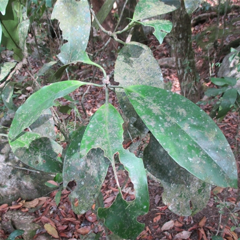 Fagraea cambagei