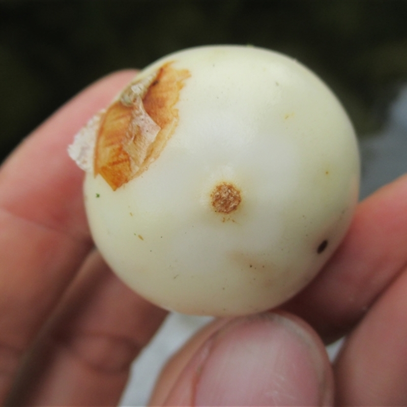 Fagraea cambagei