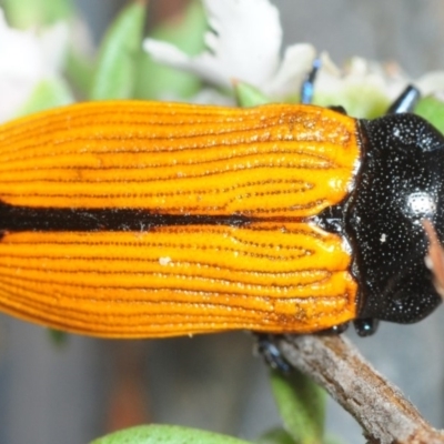 Castiarina rufipennis