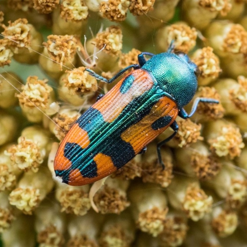 Castiarina scalaris