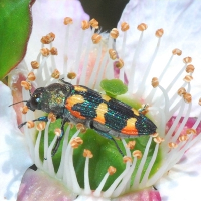 Castiarina sexplagiata