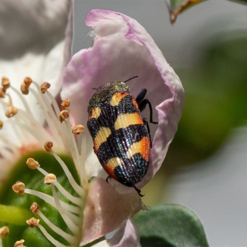 Castiarina sexplagiata