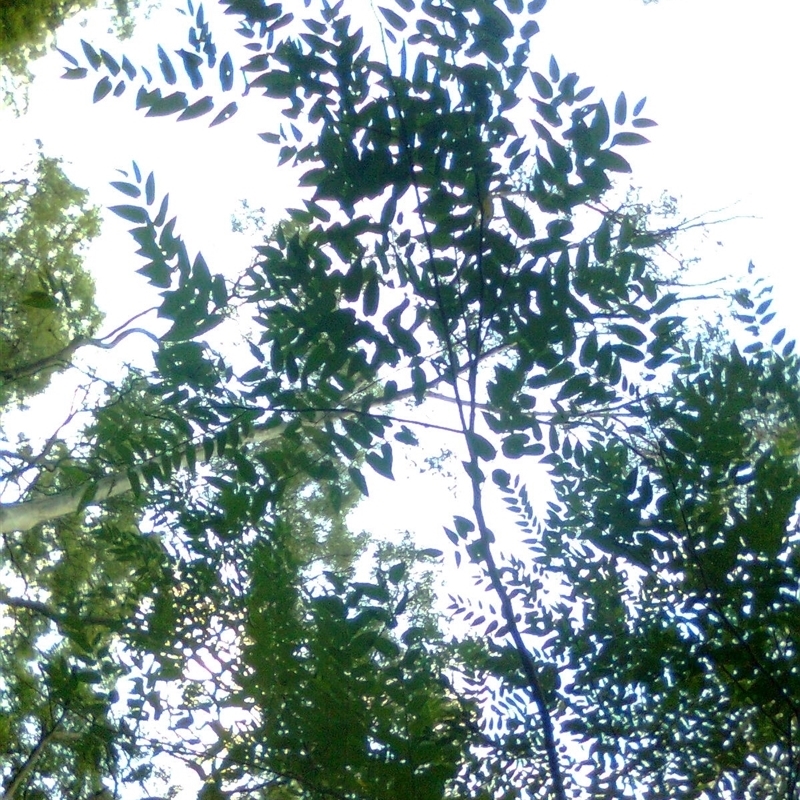Trema orientalis