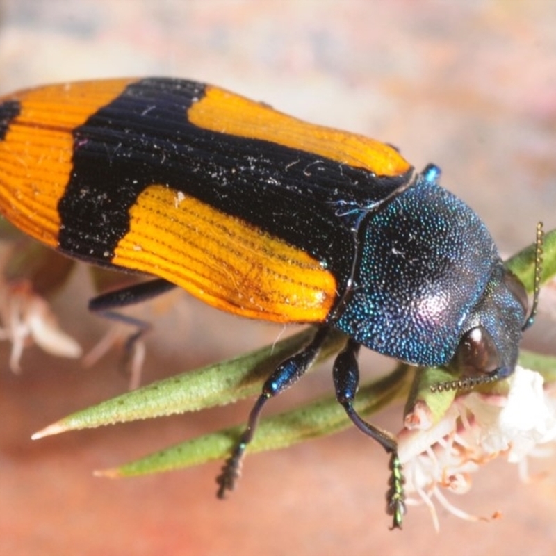 Castiarina skusei