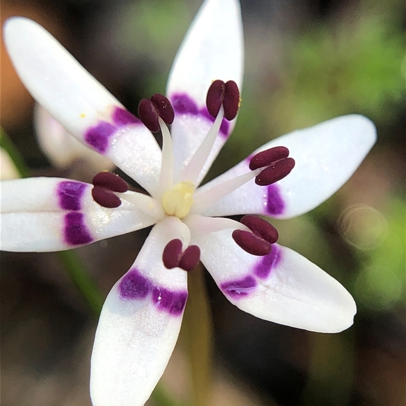 Wurmbea dioica