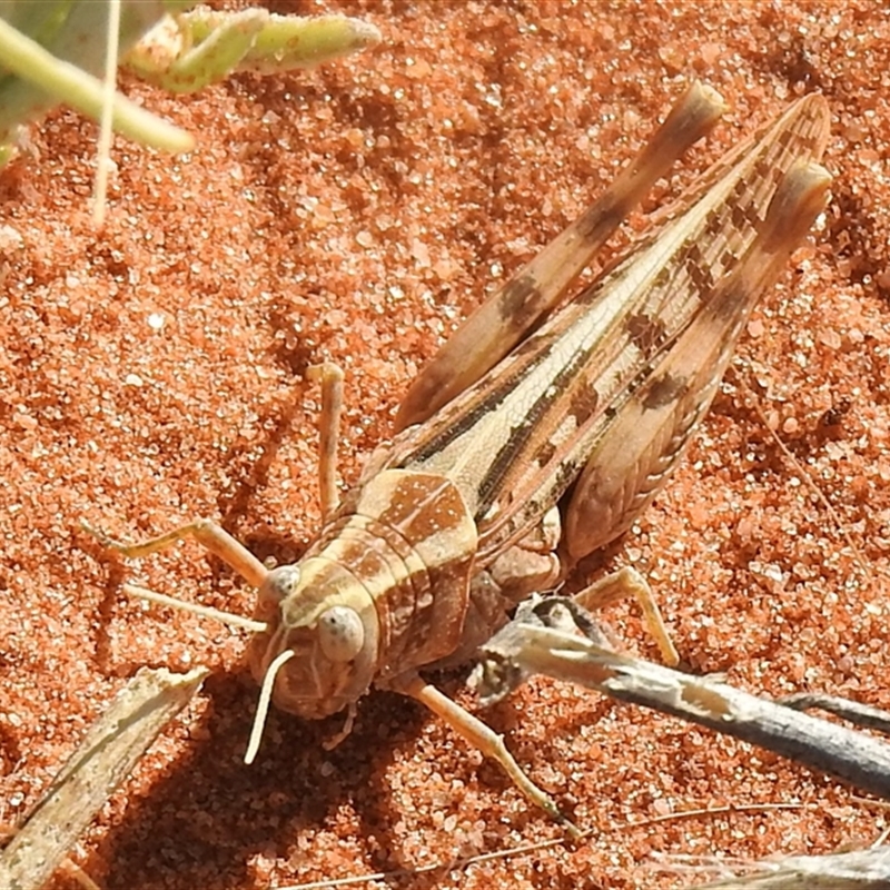 Desertaria sp. (genus)