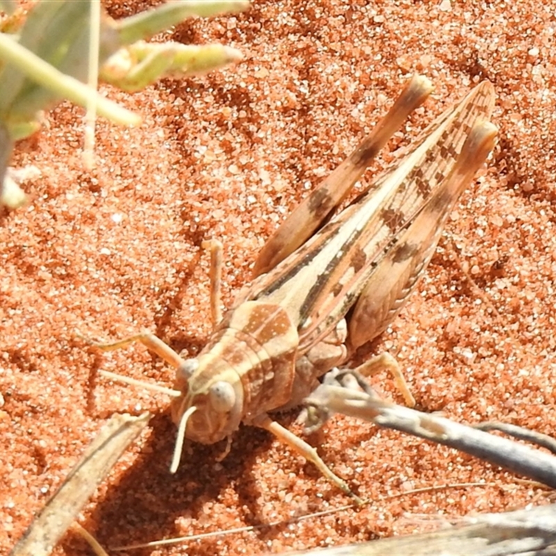 Desertaria sp. (genus)