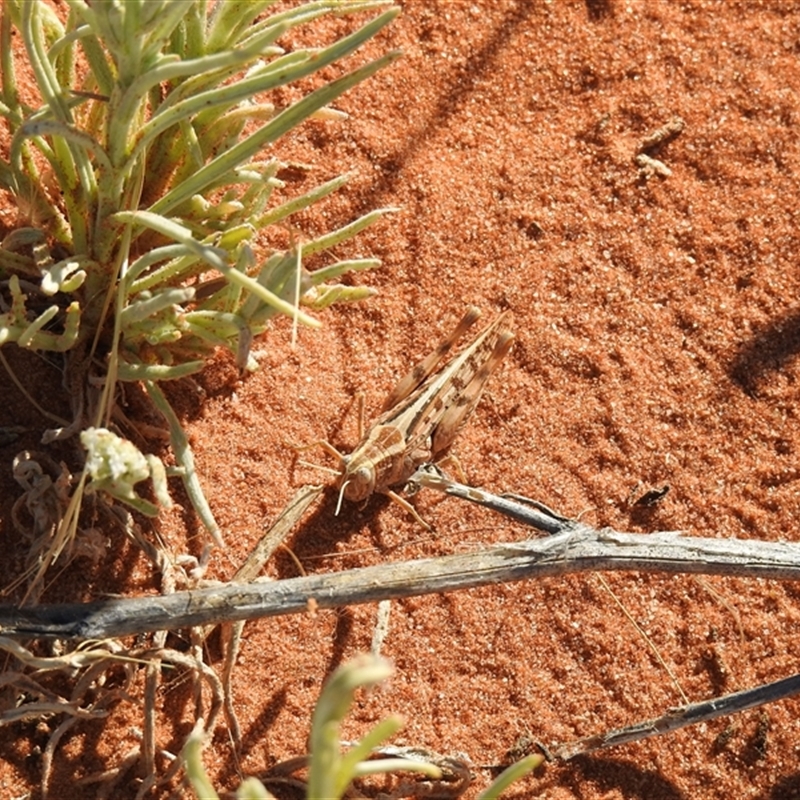 Desertaria sp. (genus)
