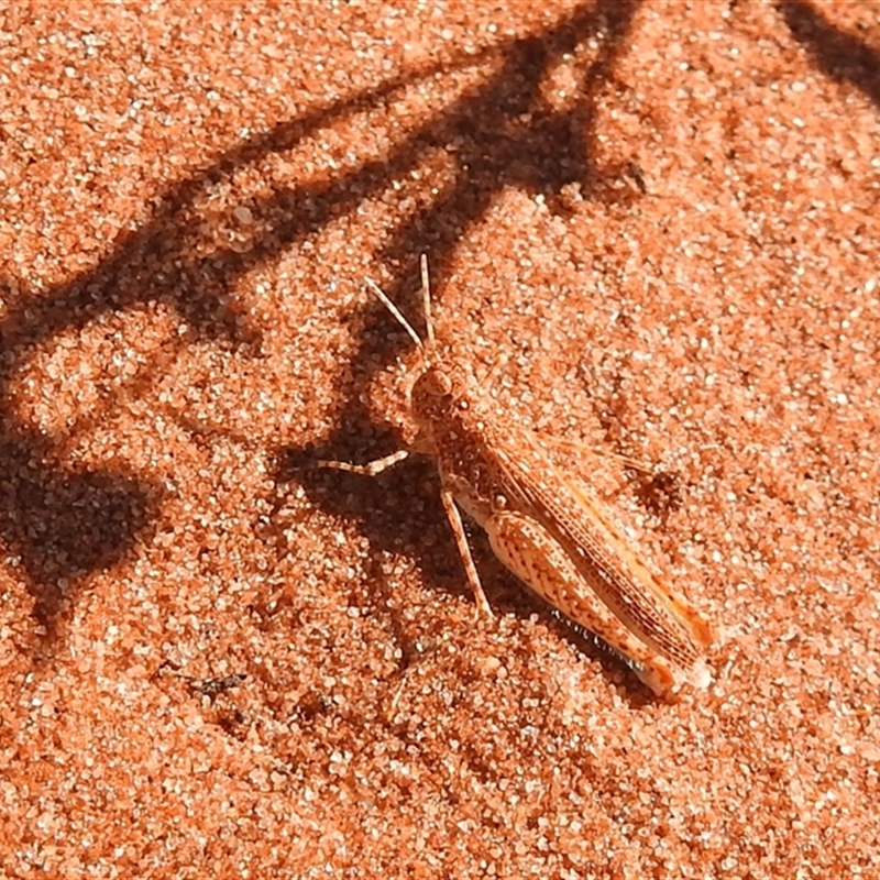 Urnisiella rubropunctata