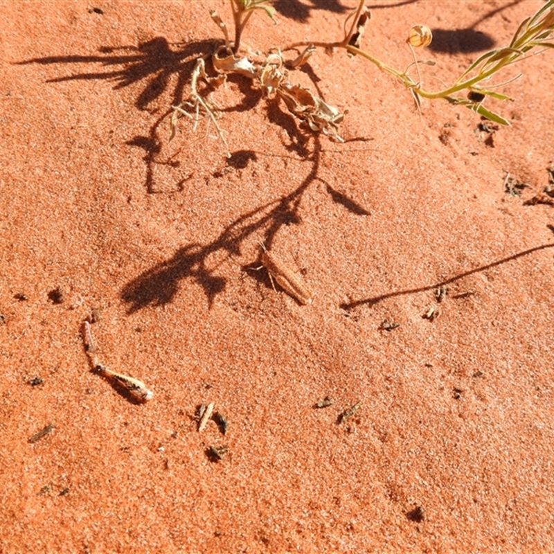 Urnisiella rubropunctata